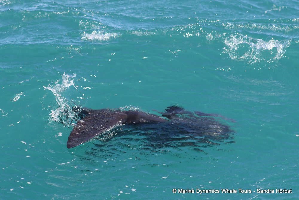 sunfish, whale watching, gansbaai, south africa