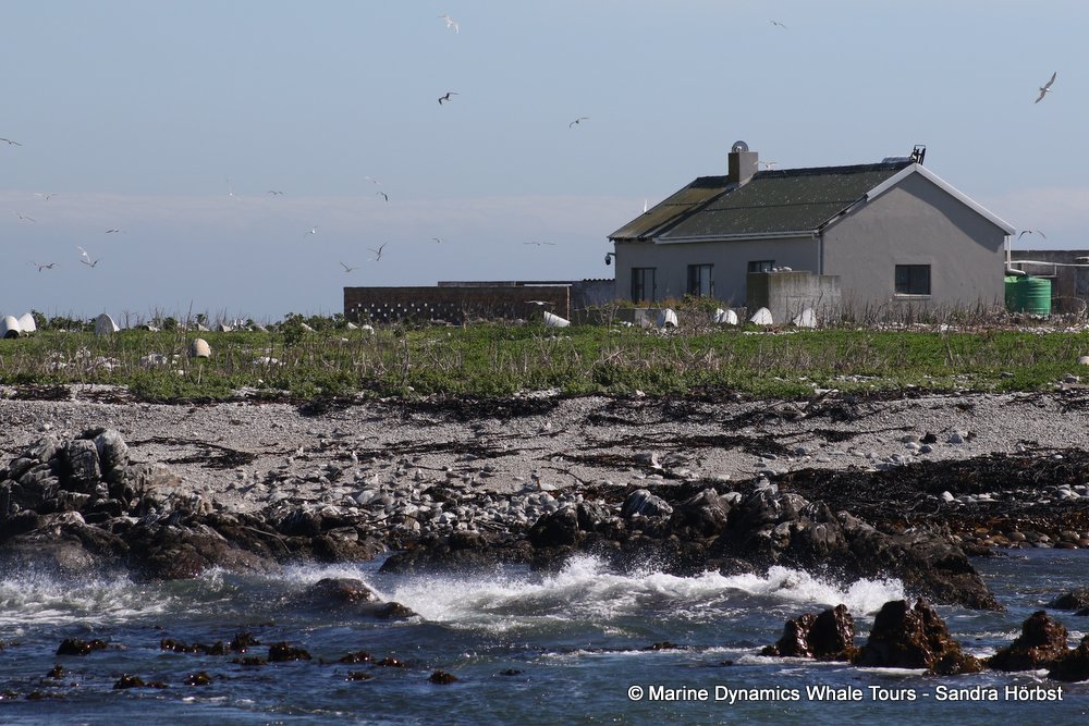 dyer island, whale watching, gansbaai, south africa,