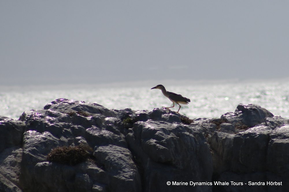 dyer island, whale watching, gansbaai, south africa,