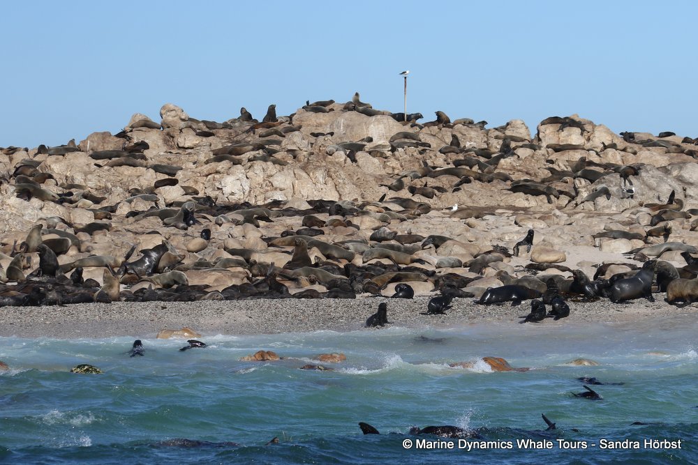 cape fur seal, whale watching, gansbaai, south africa