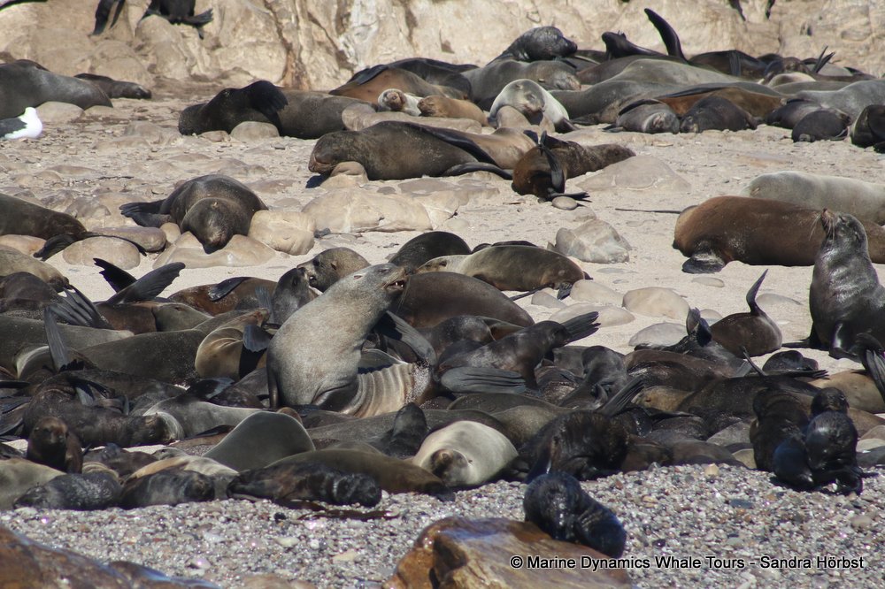 cape fur seal, whale watching, gansbaai, south africa