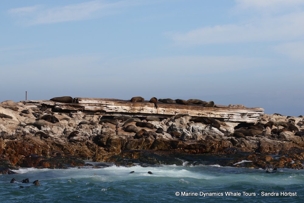cape fur seal, whale watching, gansbaai, south africa