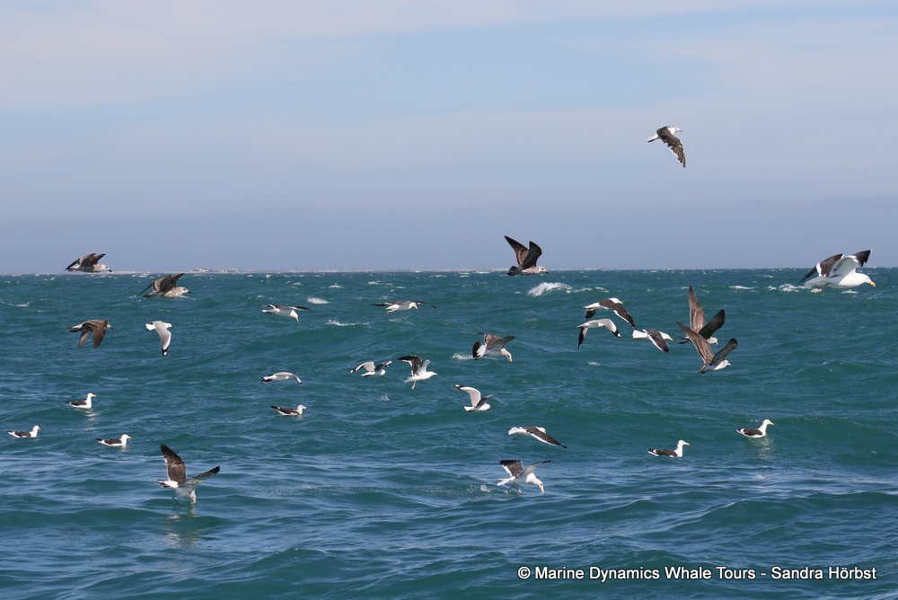 gulls, whale watching, gansbaai, south africa,