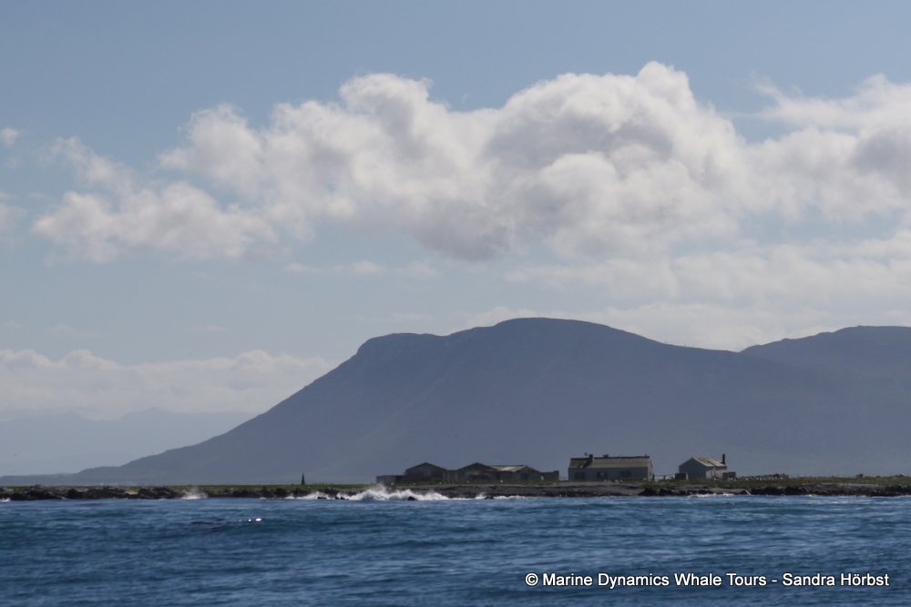 Dyer Island, whale watching, gansbaai, south africa,