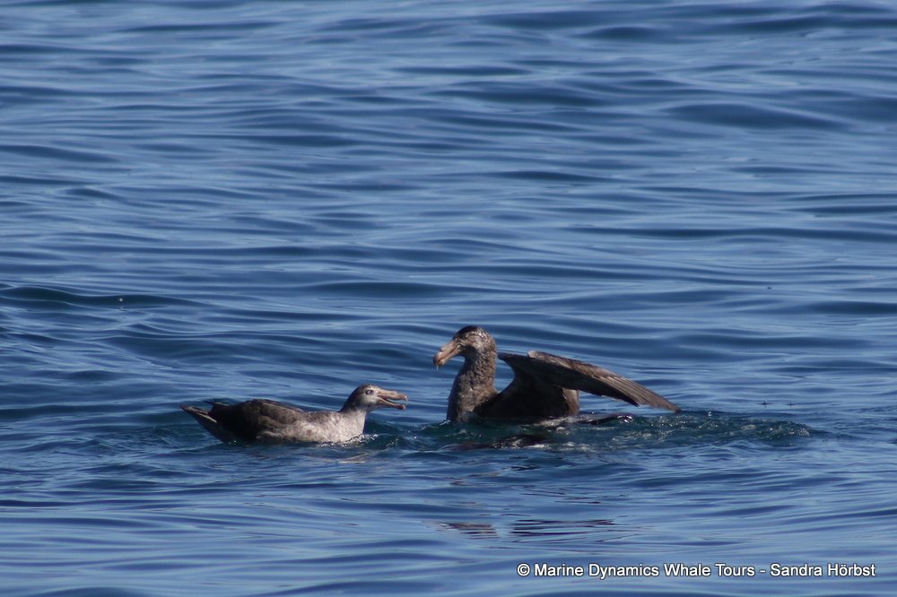 giant petrel, whale watching, gansbaai, south africa,