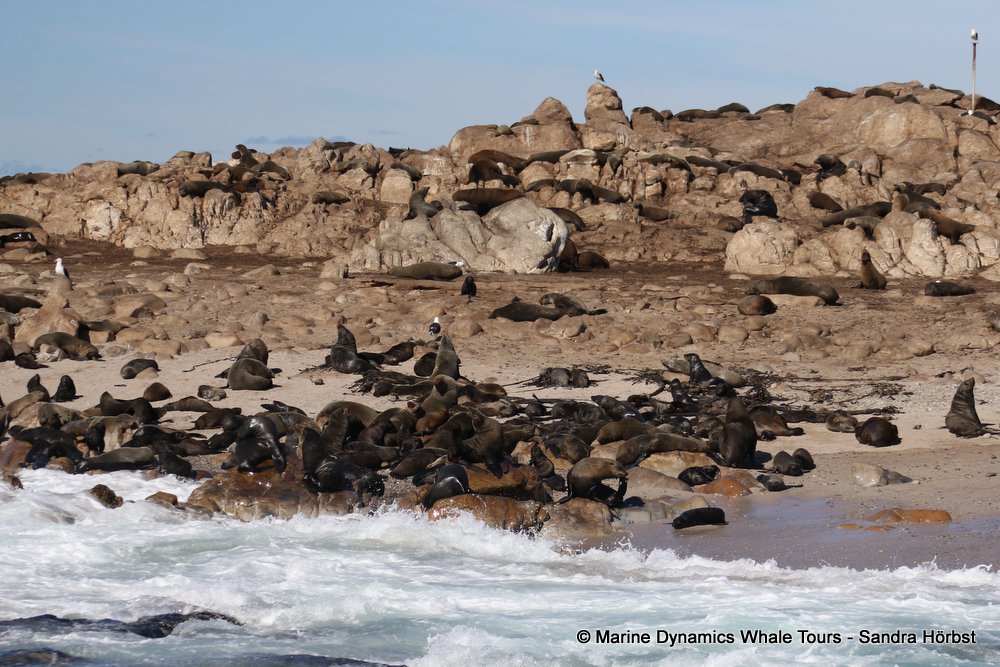 cape fur seal, whale watching, gansbaai, south africa