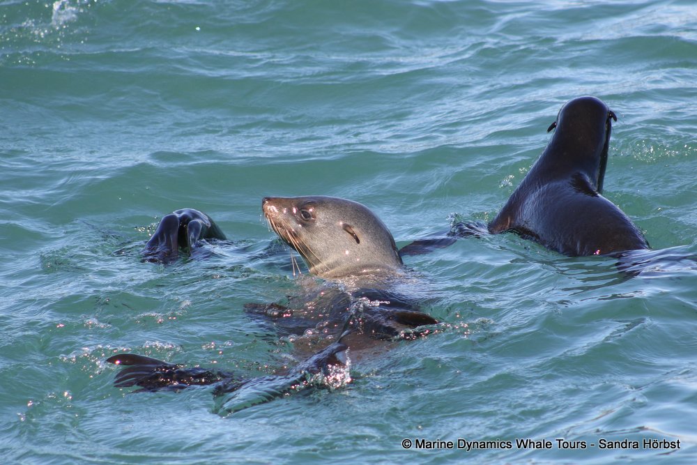 cape fur seal, whale watching, gansbaai, south africa