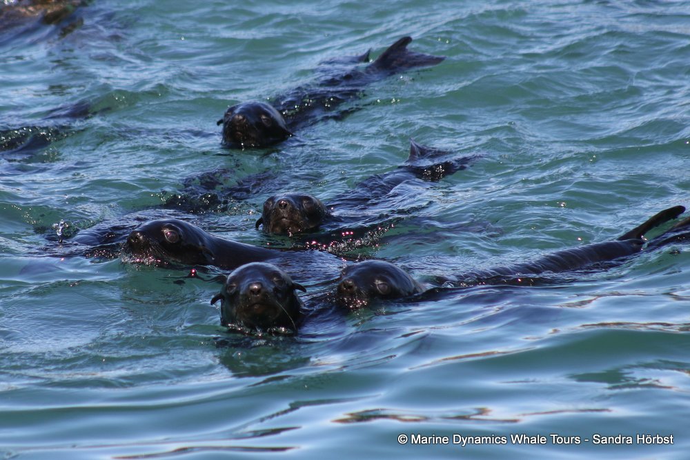 cape fur seal, whale watching, gansbaai, south africa
