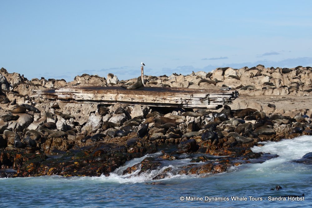 cape fur seal, whale watching, gansbaai, south africa