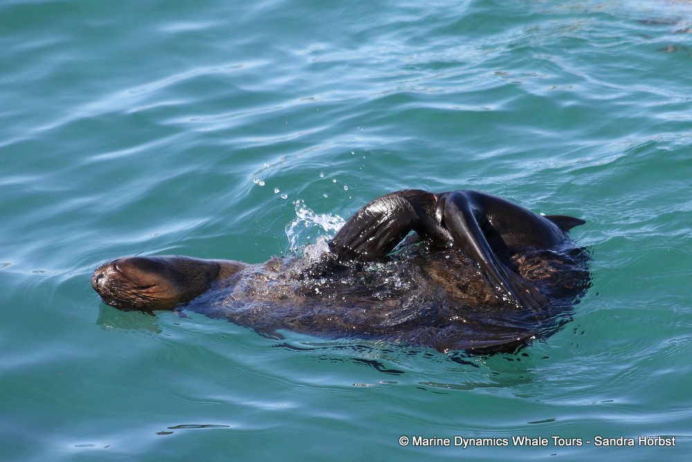 cape fur seal, whale watching, gansbaai, south africa