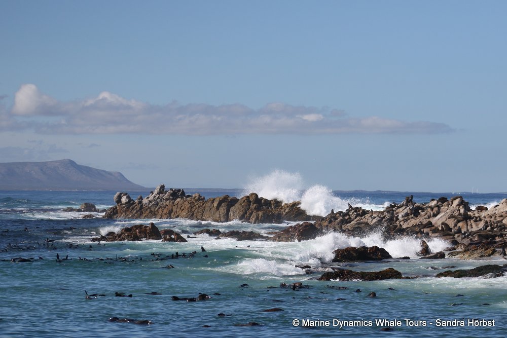 cape fur seal colony, whale watching, gansbaai, south africa,