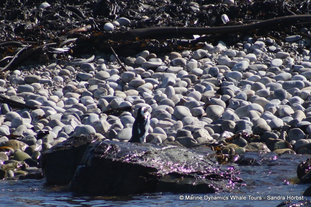 penguins, whale watching, gansbaai, south africa,