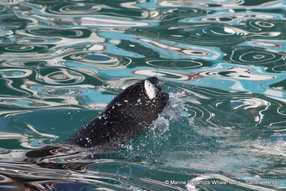 cape fur seal, whale watching, gansbaai, south africa