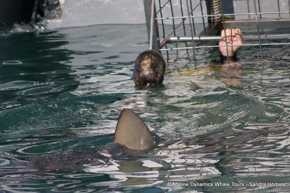 bronze whaler shark, whale watching, gansbaai, south africa,