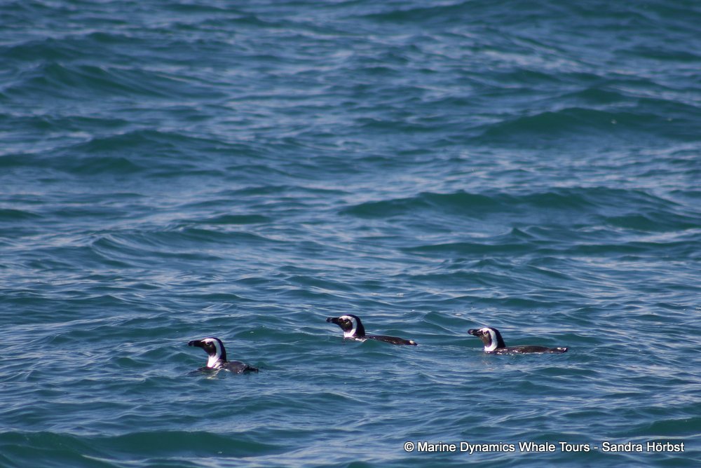 penguins, whale watching, gansbaai, south africa,
