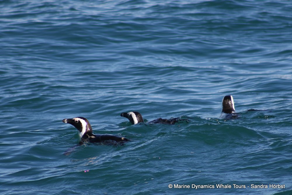 penguins, whale watching, gansbaai, south africa,