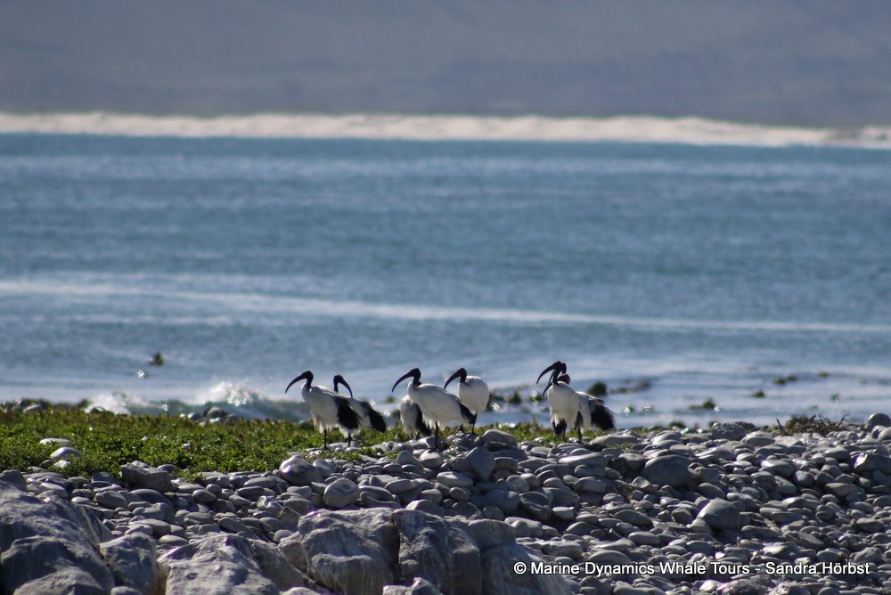ibis, whale watching, gansbaai, south africa,