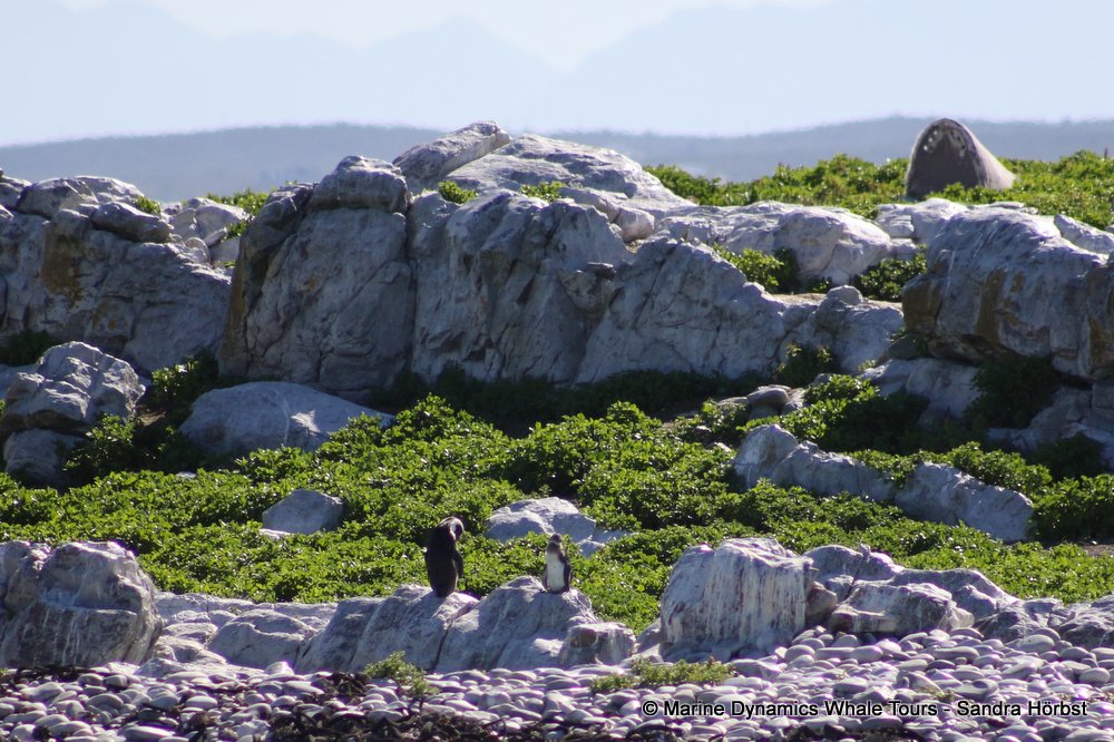 penguins, whale watching, gansbaai, south africa,