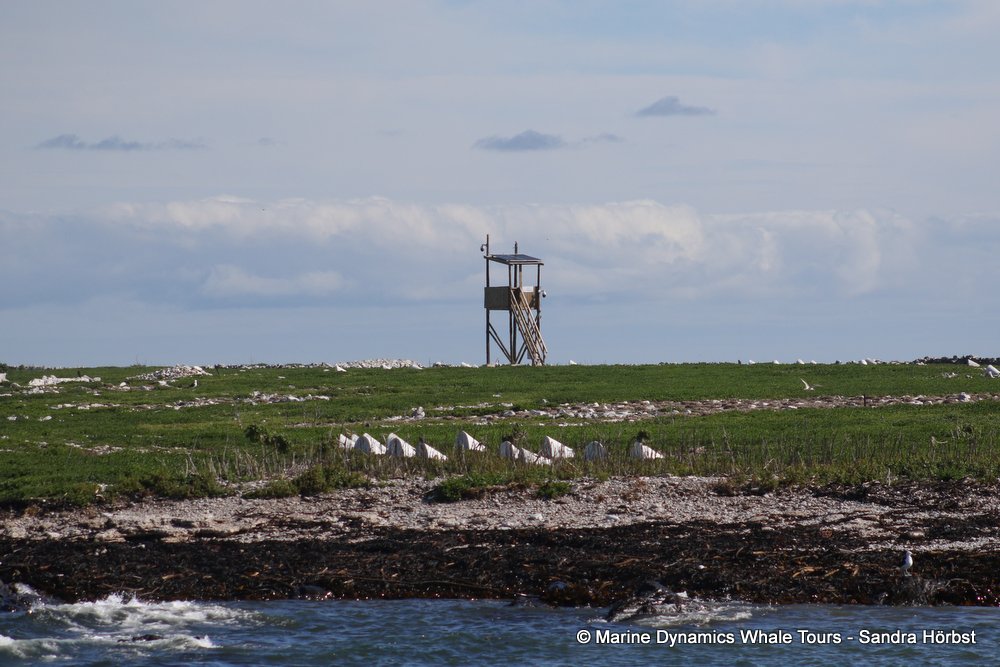 dyer island, whale watching, gansbaai, south africa,