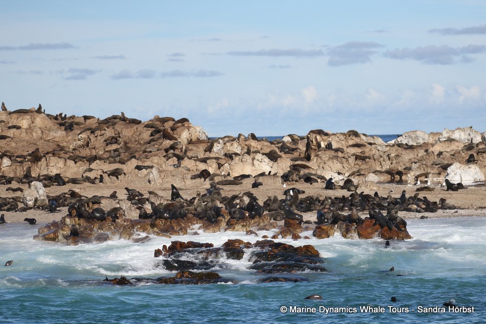 cape fur seal, whale watching, gansbaai, south africa