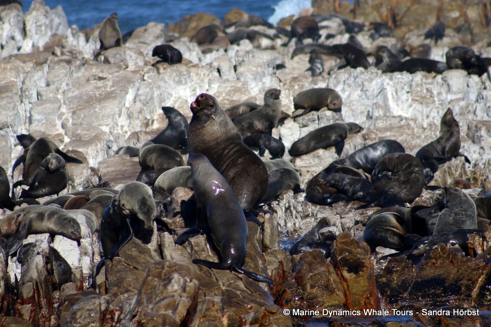 cape fur seal, whale watching, gansbaai, south africa