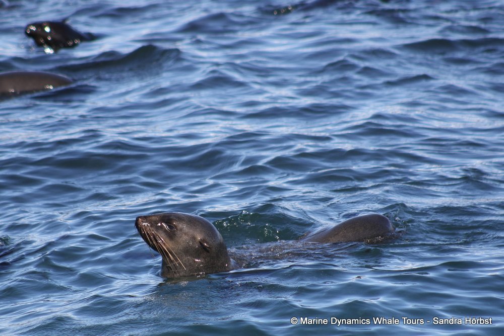 cape fur seal, whale watching, gansbaai, south africa