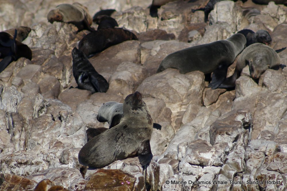 cape fur seal, whale watching, gansbaai, south africa