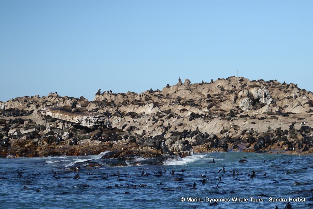 cape fur seal, whale watching, gansbaai, south africa