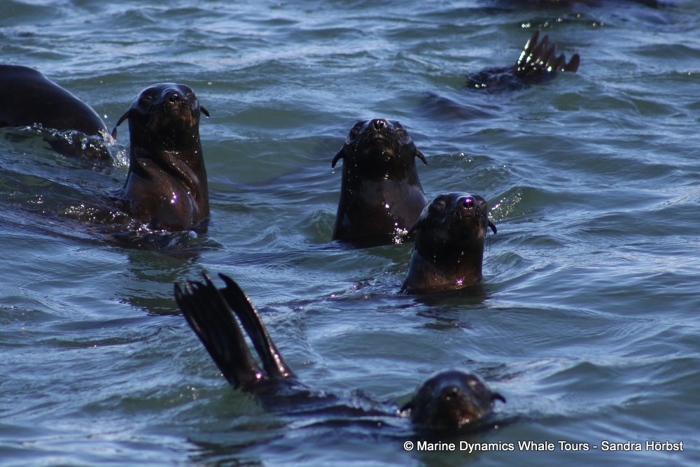 cape fur seal, whale watching, gansbaai, south africa