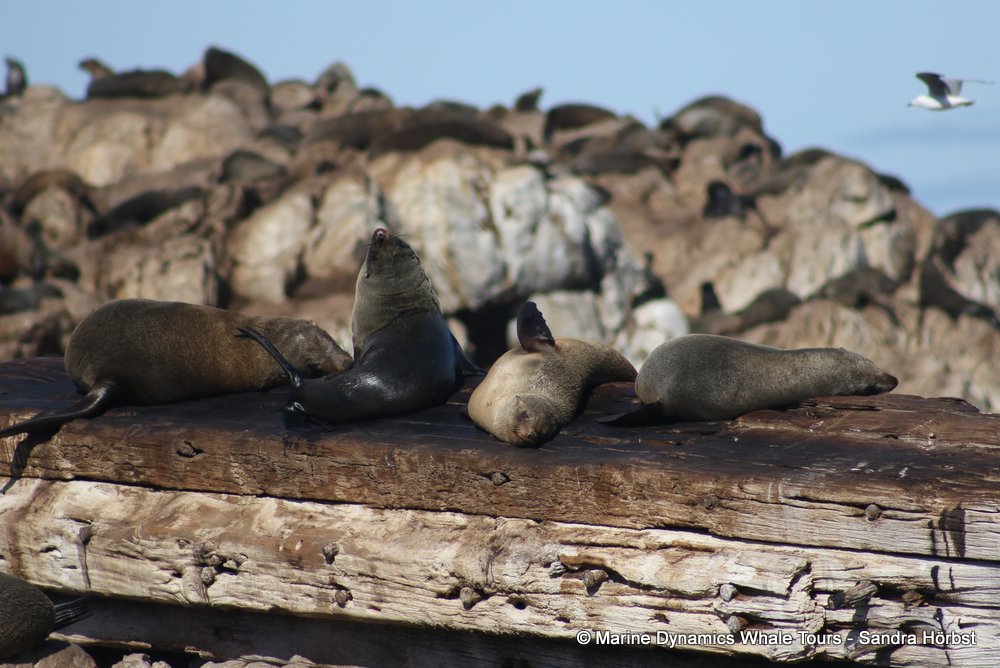 cape fur seal, whale watching, gansbaai, south africa