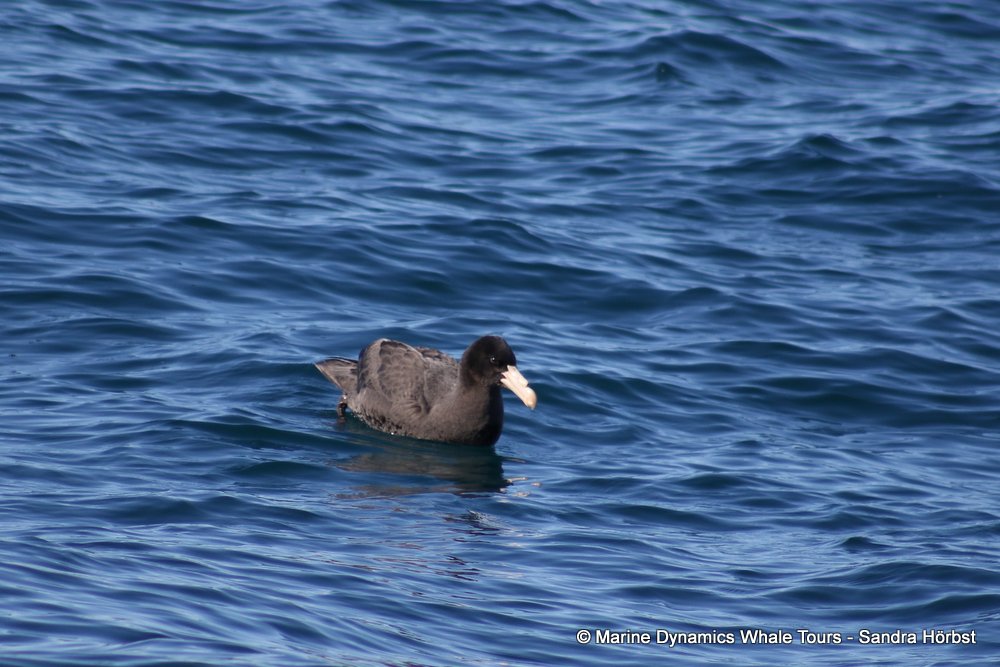 giant petrel, whale watching, gansbaai, south africa,