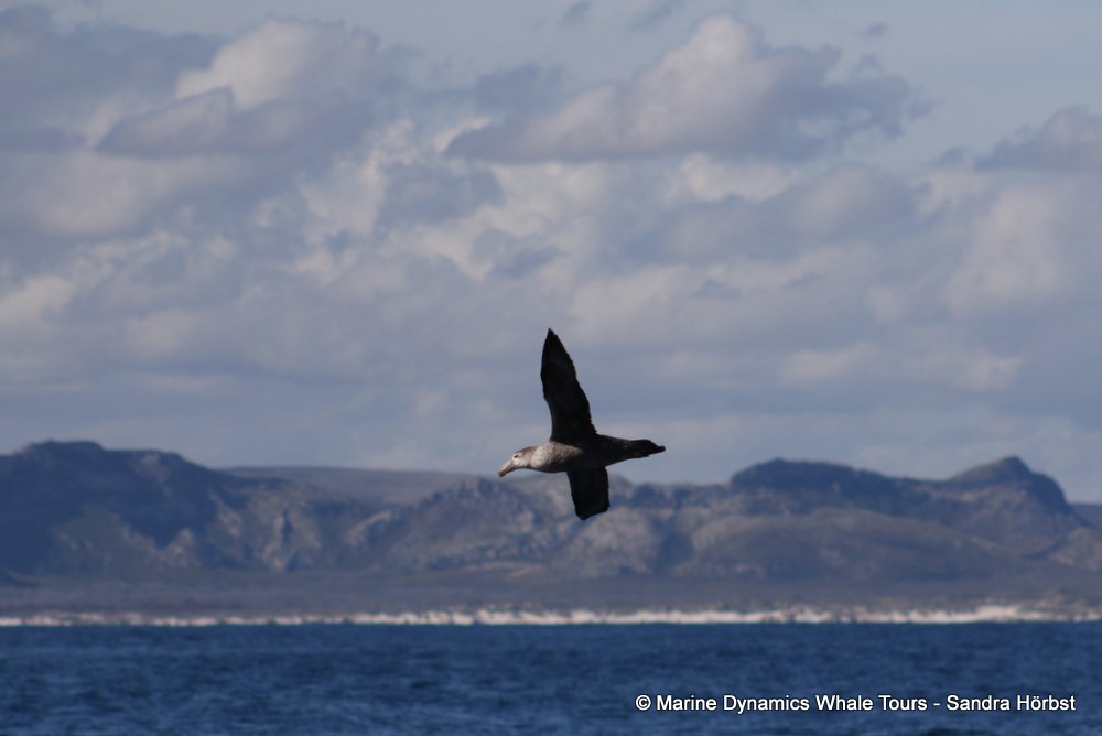 giant petrel, whale watching, gansbaai, south africa,