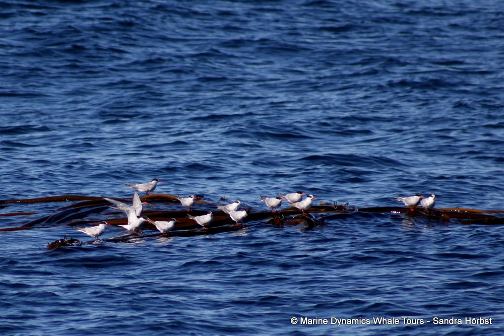 tern whale watching, gansbaai, south africa,
