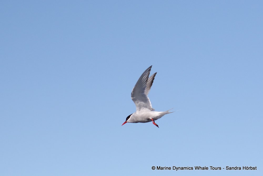 tern whale watching, gansbaai, south africa,