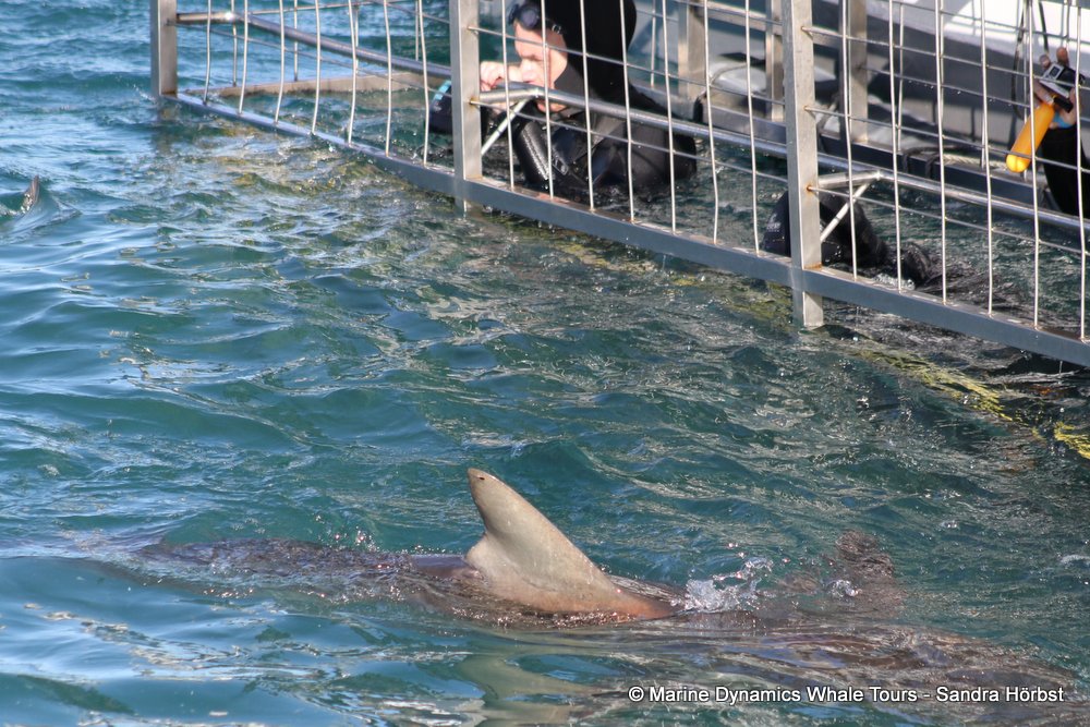 bronze whaler shark, whale watching, gansbaai, south africa,