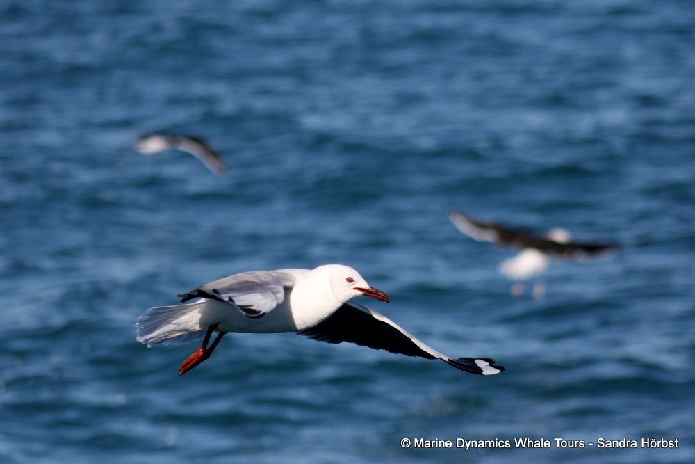 gull, whale watching, gansbaai, south africa,