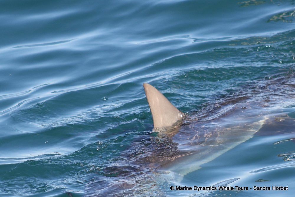 shark dorsal fin, whale watching, gansbaai, south africa,