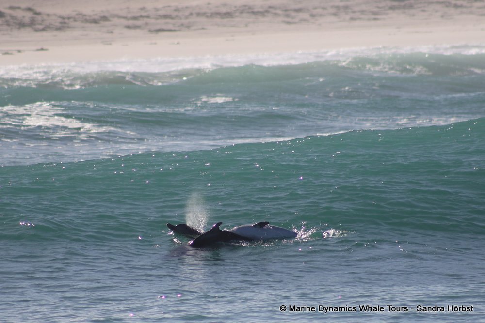 dolphin, whale watching, gansbaai, south africa,
