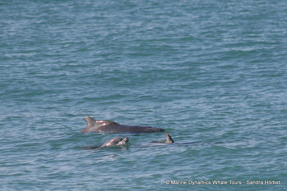 dolphin, whale watching, gansbaai, south africa,