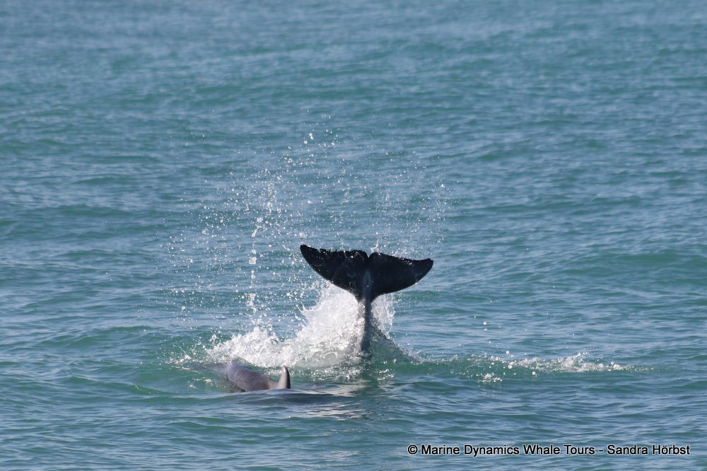 dolphin, whale watching, gansbaai, south africa,