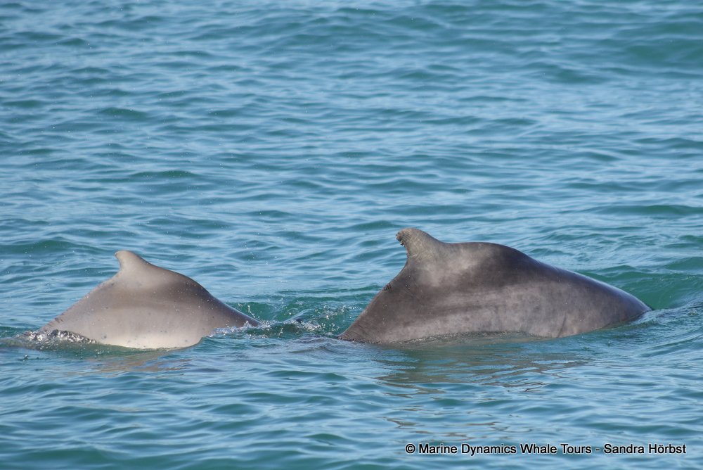 dolphin, whale watching, gansbaai, south africa,
