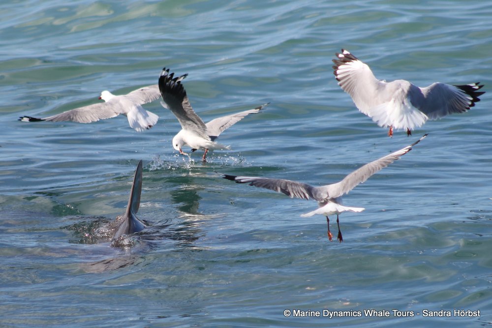 gull, whale watching, gansbaai, south africa,