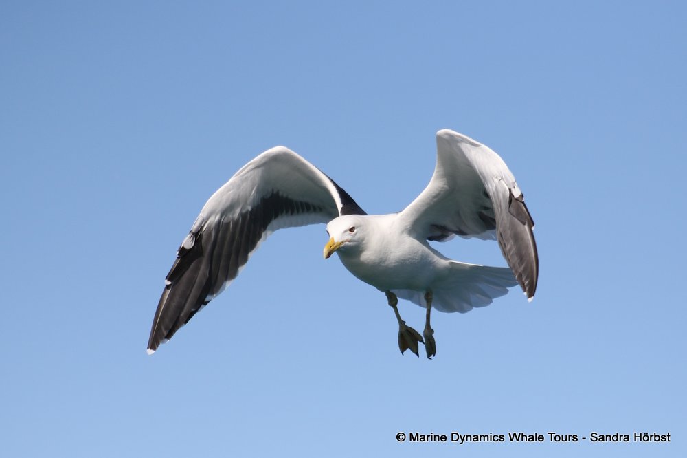 gull, whale watching, gansbaai, south africa,