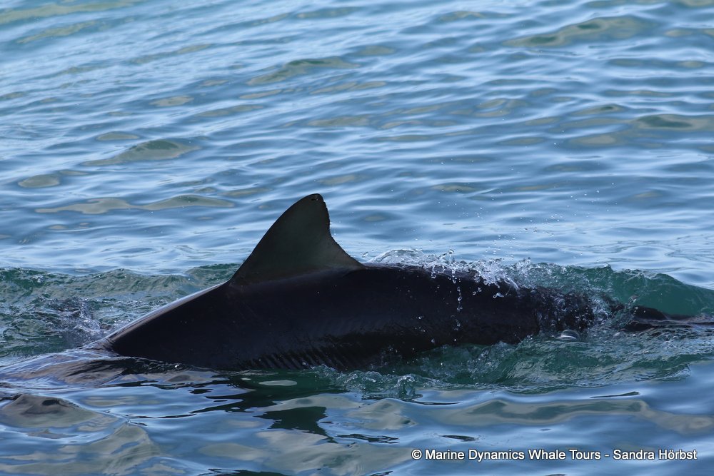 bronze whaler shark, whale watching, gansbaai, south africa,