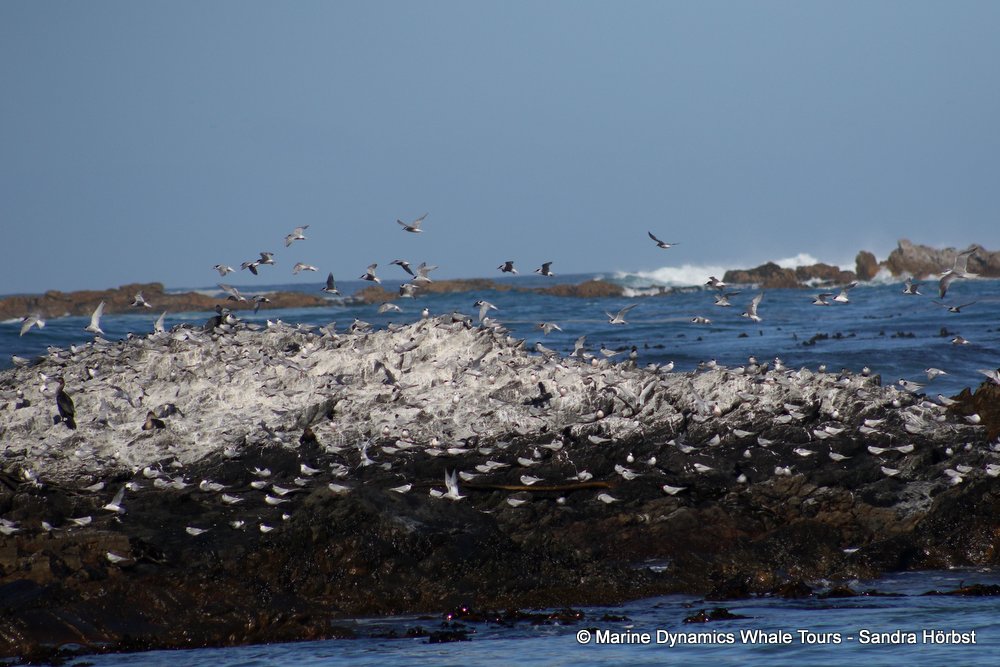 tern whale watching, gansbaai, south africa,