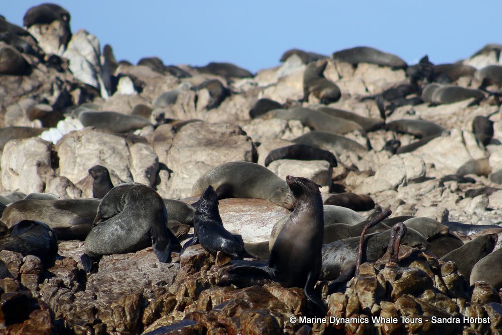 cape fur seal, whale watching, gansbaai, south africa
