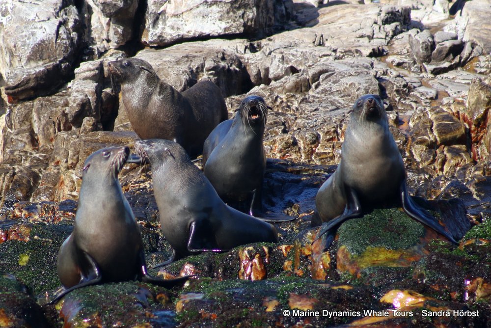cape fur seal, whale watching, gansbaai, south africa