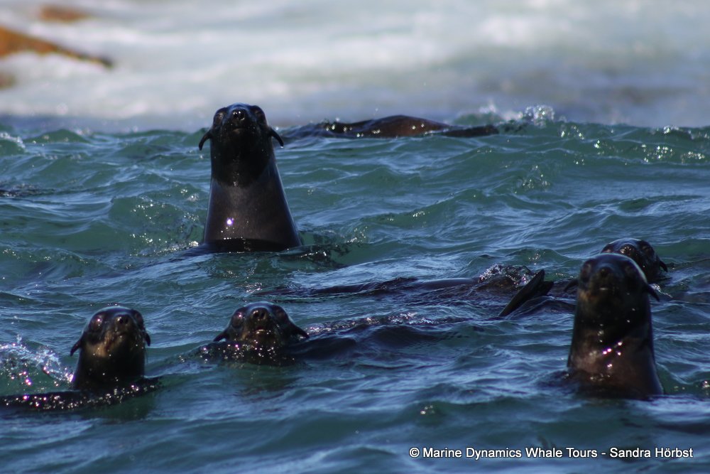 cape fur seal, whale watching, gansbaai, south africa