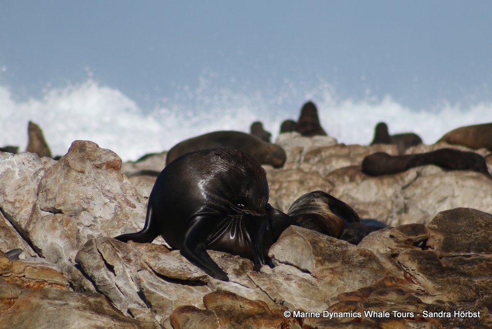 cape fur seal, whale watching, gansbaai, south africa