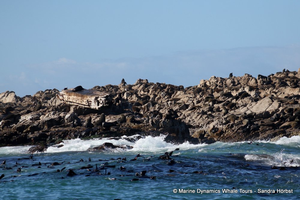 cape fur seal, whale watching, gansbaai, south africa